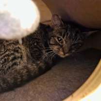 Thumbnail photo of 1025-220 Lady #3