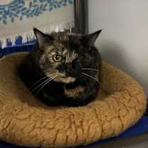 Thumbnail photo of Emmie #1