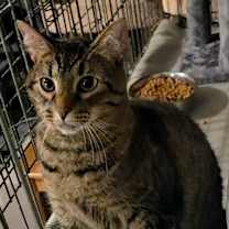 Thumbnail photo of 0121-18 Nyla #1