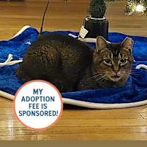 Thumbnail photo of Broccoli - IN FOSTER #1