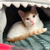 Thumbnail photo of Herbert #4