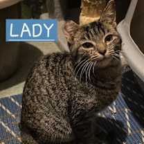 Thumbnail photo of 1025-220 Lady #4