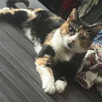 Thumbnail photo of Nola #1