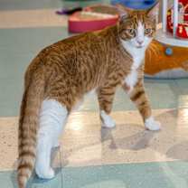 Thumbnail photo of Enzo - KBC #2