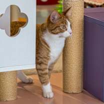 Thumbnail photo of Enzo - KBC #3