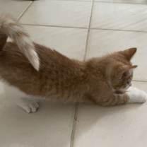 Thumbnail photo of Enzo - KBC #4