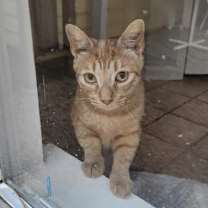 Thumbnail photo of Marigold #2