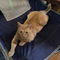 Thumbnail photo of Marigold #3