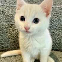 Thumbnail photo of Powder #2