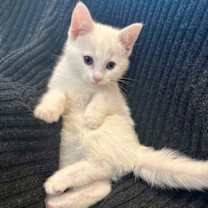 Thumbnail photo of Powder #3