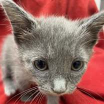 Thumbnail photo of Kyia #1