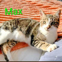 Thumbnail photo of KITTEN MAX A MILLION #2