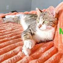 Thumbnail photo of KITTEN MAX A MILLION #3