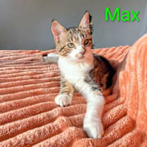 Thumbnail photo of KITTEN MAX A MILLION #4