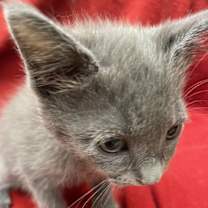 Thumbnail photo of Kyia #3