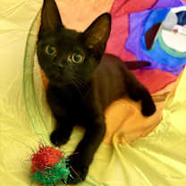 Thumbnail photo of Juniper and Aspen #2