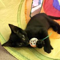 Thumbnail photo of Juniper and Aspen #1