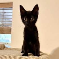 Thumbnail photo of Juniper and Aspen #3