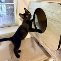 Thumbnail photo of Juniper and Aspen #4