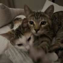 Thumbnail photo of Tabby #1