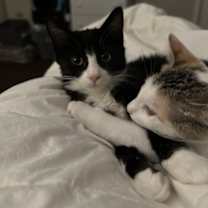 Thumbnail photo of Tux #2