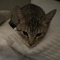 Thumbnail photo of Tabby #2