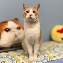 Thumbnail photo of Sun #3