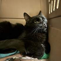 Thumbnail photo of Lula #3