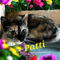 Thumbnail photo of Patti #1