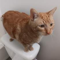 Thumbnail photo of Garfield #1