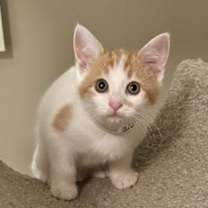 Thumbnail photo of Jessamine #4