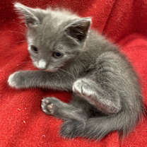 Thumbnail photo of Kyia #2