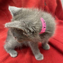 Thumbnail photo of Kyia #4