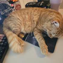 Thumbnail photo of Jeremiah #4