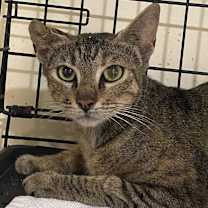 Thumbnail photo of Mama Mia #2