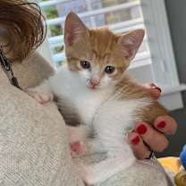 Thumbnail photo of Pop #1