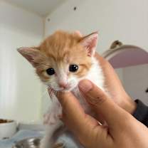 Thumbnail photo of Pop #2