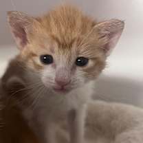 Thumbnail photo of Pop #3