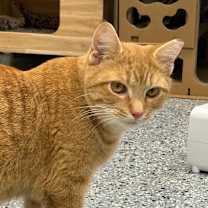 Thumbnail photo of Cy #1