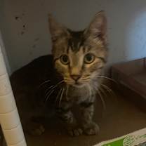 Thumbnail photo of McQueen Jo  #2