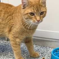 Thumbnail photo of Cy #2