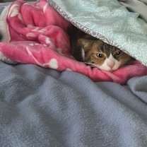 Thumbnail photo of Gracie #1