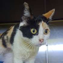 Thumbnail photo of Sausage #3