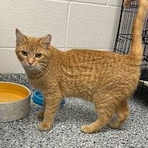 Thumbnail photo of Cy #3