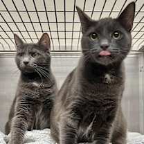 Thumbnail photo of Sebastian (bonded w/ Viola) #2