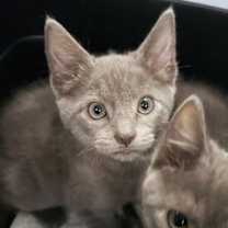 Thumbnail photo of Sebastian (bonded w/ Viola) #4