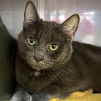 Thumbnail photo of Viola (bonded w/ Sebastian) #2