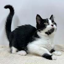 Thumbnail photo of Anakin #2