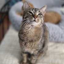 Thumbnail photo of Slap Chop #1