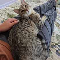 Thumbnail photo of Slap Chop #2